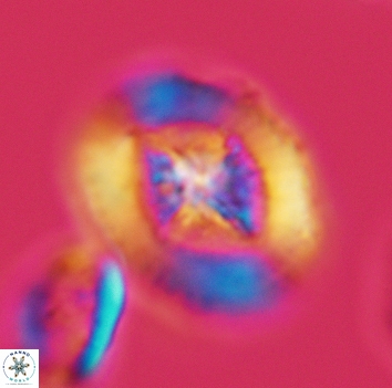 Miravetesina favula 3674