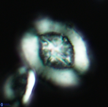 Miravetesina favula 3675