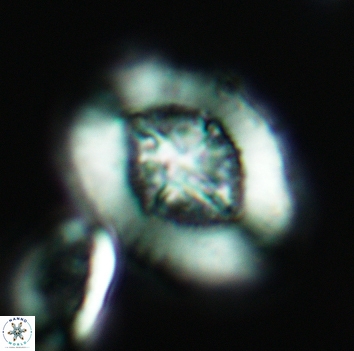 Miravetesina favula 3675