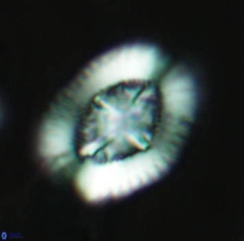 Miravetesina favula 3704