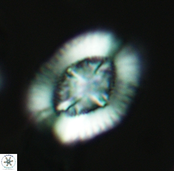 Miravetesina favula 3704