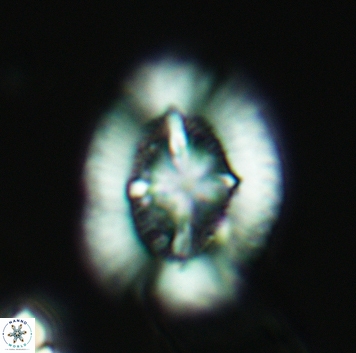 Miravetesina favula 3707