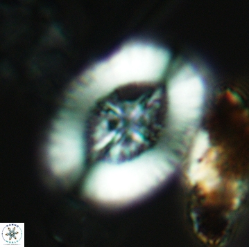 Miravetesina favula 3741