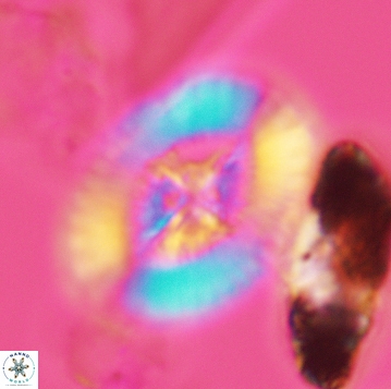 Miravetesina favula 3742