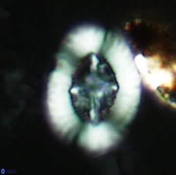 Miravetesina favula 3744