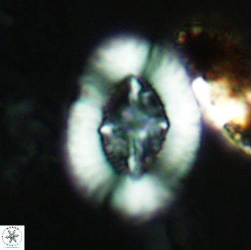 Miravetesina favula 3744