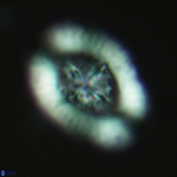 Miravetesina favula 3755