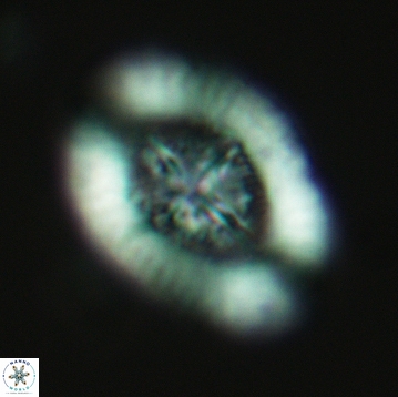 Miravetesina favula 3755