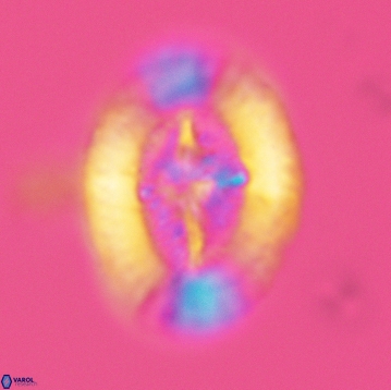 Miravetesina favula 3757