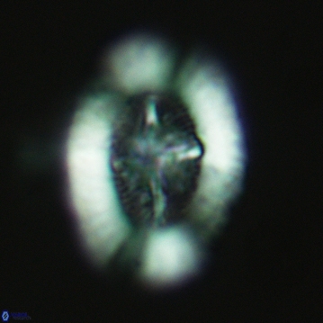 Miravetesina favula 3758