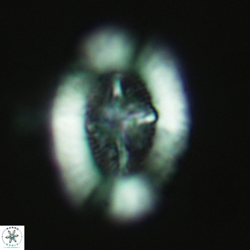 Miravetesina favula 3758