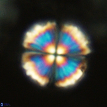 Monniotia aciformis VR 05749