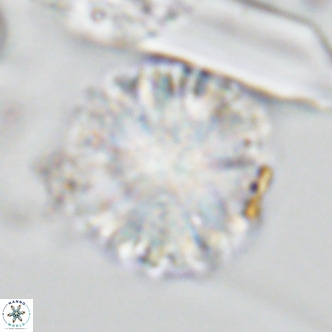 Monniotia aciformis VR 05754