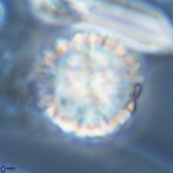 Monniotia aciformis VR 05755