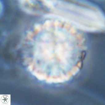 Monniotia aciformis VR 05755