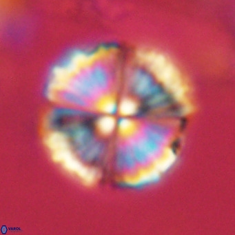 Monniotia aciformis VR 05750