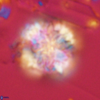 Monniotia aciformis VR 05751