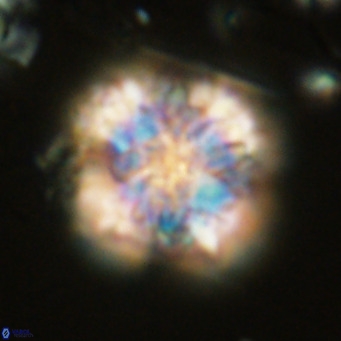 Monniotia aciformis VR 05752