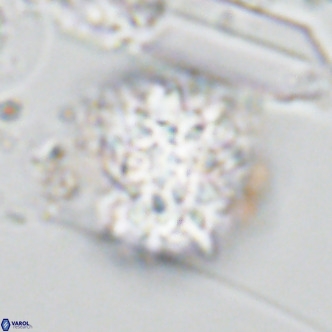 Monniotia aciformis VR 05753