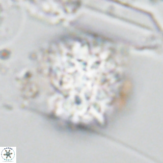 Monniotia aciformis VR 05753