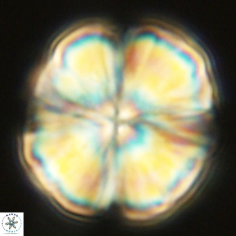 Monniotia fasciculata VR 03647