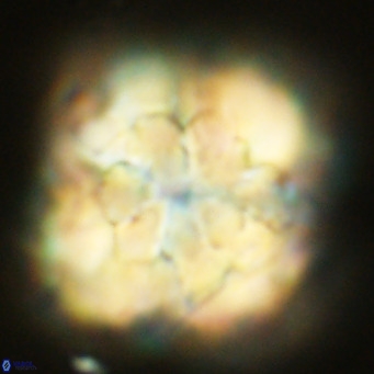 Monniotia fasciculata VR 03650