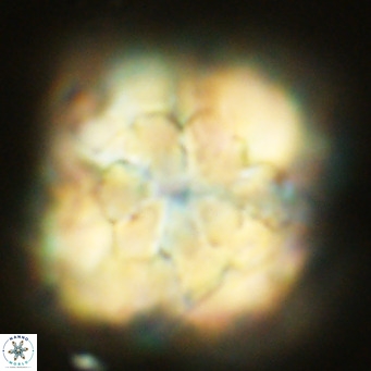 Monniotia fasciculata VR 03650