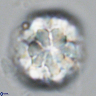 Monniotia fasciculata VR 03652