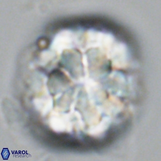 Monniotia fasciculata VR 03652