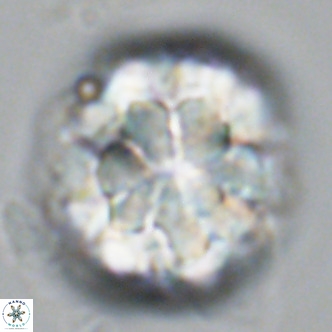 Monniotia fasciculata VR 03652