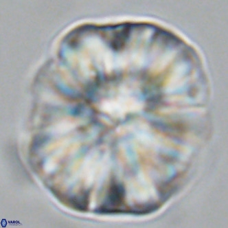 Monniotia fasciculata VR 03653