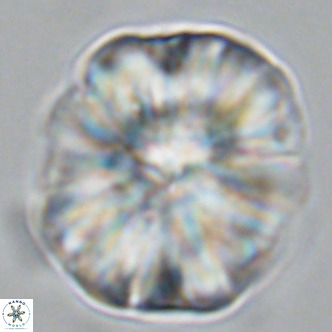 Monniotia fasciculata VR 03653
