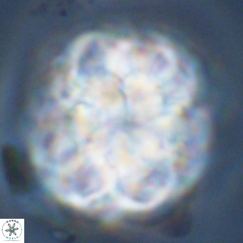 Monniotia fasciculata VR 03655