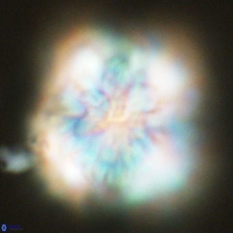 Monniotia fasciculata VR 04682