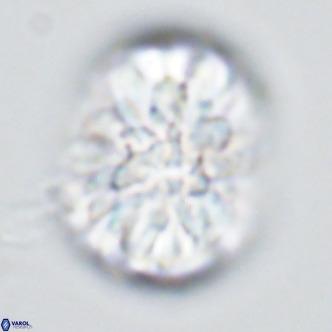 Monniotia fasciculata VR 04683