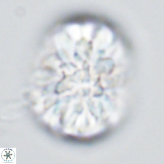 Monniotia fasciculata VR 04683