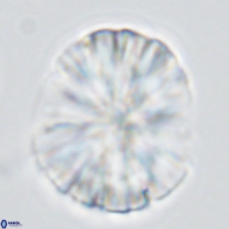 Monniotia fasciculata VR 04684