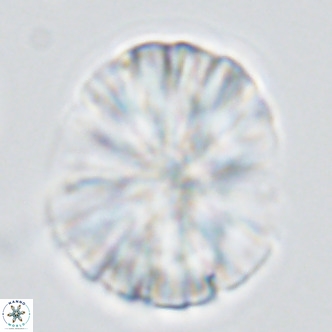Monniotia fasciculata VR 04684