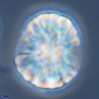 Monniotia fasciculata VR 04685