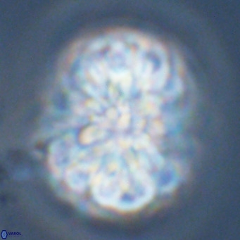 Monniotia fasciculata VR 04686