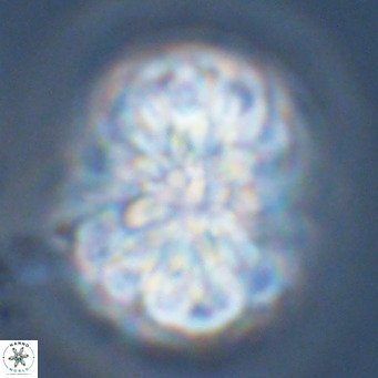 Monniotia fasciculata VR 04686