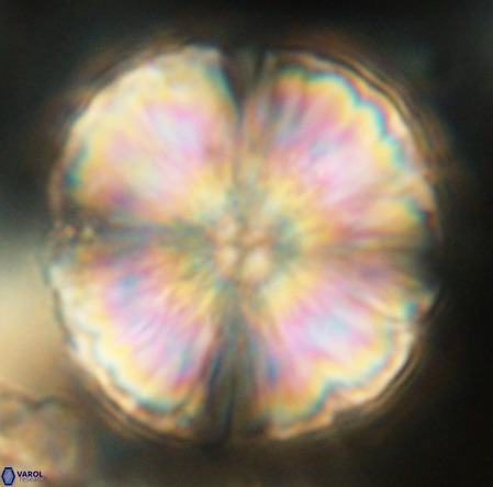 Monniotia fasciculata VR 05474