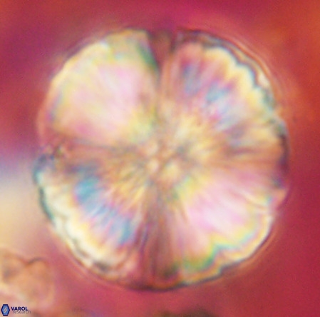 Monniotia fasciculata VR 05475