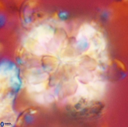 Monniotia fasciculata VR 05476