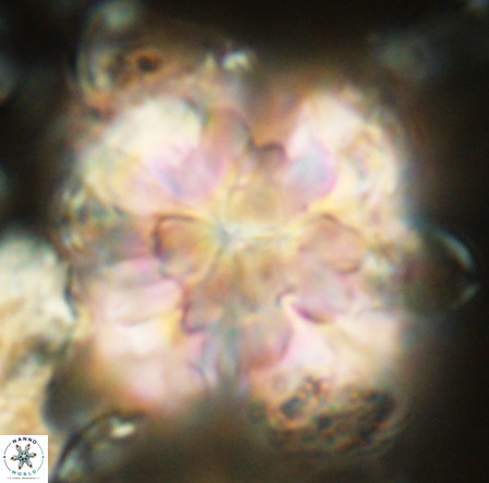 Monniotia fasciculata VR 05477