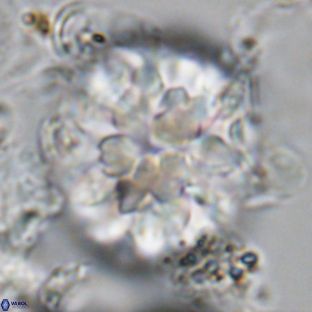 Monniotia fasciculata VR 05478