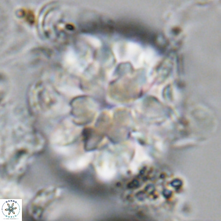 Monniotia fasciculata VR 05478