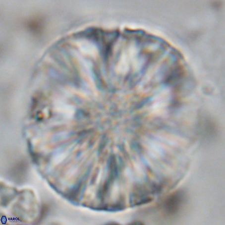 Monniotia fasciculata VR 05479