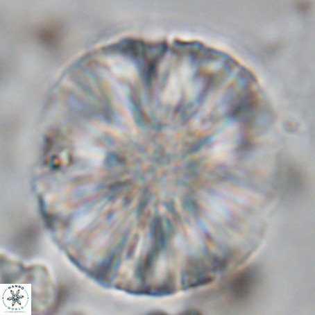 Monniotia fasciculata VR 05479