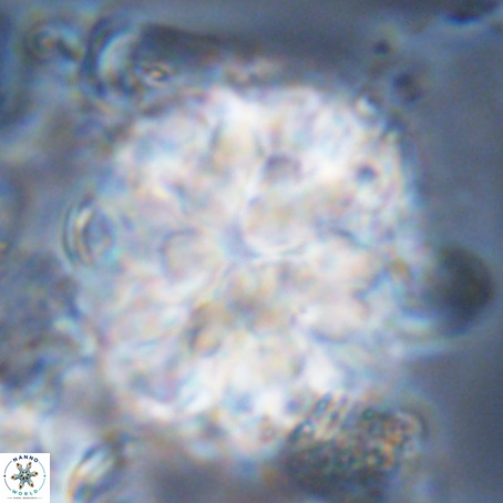 Monniotia fasciculata VR 05481